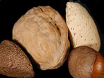 Brazil Nut, Walnut, Almond, and a Hazelnut
