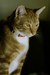 Orange Tabby Tomcat