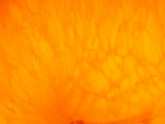 Orange Closeup
