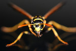 Yellow and Black Wasp