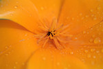 Orange Poppy Flower