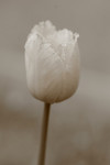 Sepia Toned White Tulip Flower
