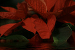 Red Poinsettia Plant in Water