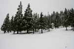 Mount Ashland Fir Trees in Winter Snow