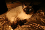 Siamese Cat Laying Under Lamp Lighting
