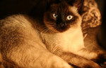 Blue Eyed Oriental Siamese Cat