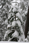 Snow Covered Evergreen Tree