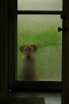 Dog Waiting at the Front Door