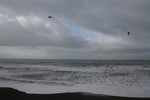 Brookings, Oregon Coast with Seagulls