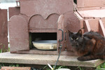 Brownish Black Feral Cat and House