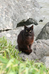 Brownish Black Stray Cat at Gold Beach, Oregon