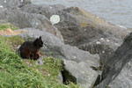 Brownish Black Cat Sitting on a Jetty in Gold Beach, Oregon