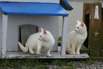 Focused Feral Cats