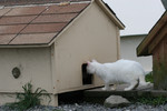 White Feral Cat Looking in the Hole of a Cat House