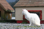 Feral White Cat Beside Cat Houses Watching Something in the Distance