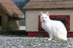 Feral White Cat Looking at the Camera