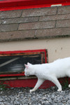 Feral Cat Walking Beside a Cat House