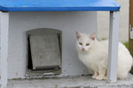 Feral White Cat Sitting Beside a Cat House Door