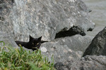 Stray Brownish Black Cat Behind a Boulder