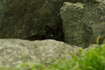 Black Feral Cat Hiding Behind a Boulder