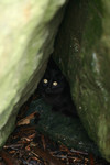 Stray Black Cat Hiding in Rocks Along the Oregon Coast