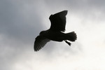 Silhouette of a Seagull Flying