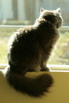 Gray Cat Sitting on a Windowsill and Looking Out of the Window