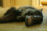 Cat Rubbing Against Leather Boots