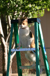 Cat on a Ladder