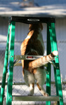 Cat Stuck On a Ladder