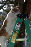 Cat Climbing to the Top of a Ladder