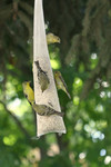Golden Finches Eating Seed from a Bird Feeder