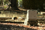 Cat Looking at Tombstone