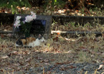 Feral Cat Lying In-front of a Tombstone