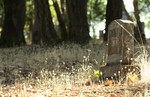 Cemetery Headstone
