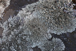 Silver Lichen