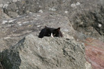 Black & White Cat Hiding Behind a Rock