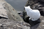 White Cat Looking Down from a Cliff