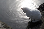 White Cat Looking at the Rouge River