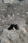Homeless Black & White Cat Hiding Behind a Rock