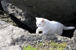 White Cat Walking Out of a Cave