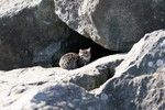 Stray Brown Tabby Cat Sitting In front of a Cave