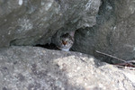 Tabby Kitten Behind Boulders