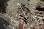 Stray Tabby Cat, Driftwood, and Boulders