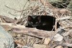 Black Cat Laying on Wood Sticks