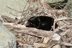 Black Cat Sleeping on Drift Wood and Branches