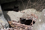 Two Stray Black Cats with Eye Problems