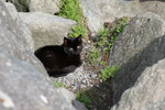 Stray Black Cat Laying on Gravel