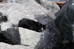 Black & White Cat on Large Boulders
