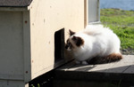 Stray Cat Looking at an Outdoor Cat-house Door